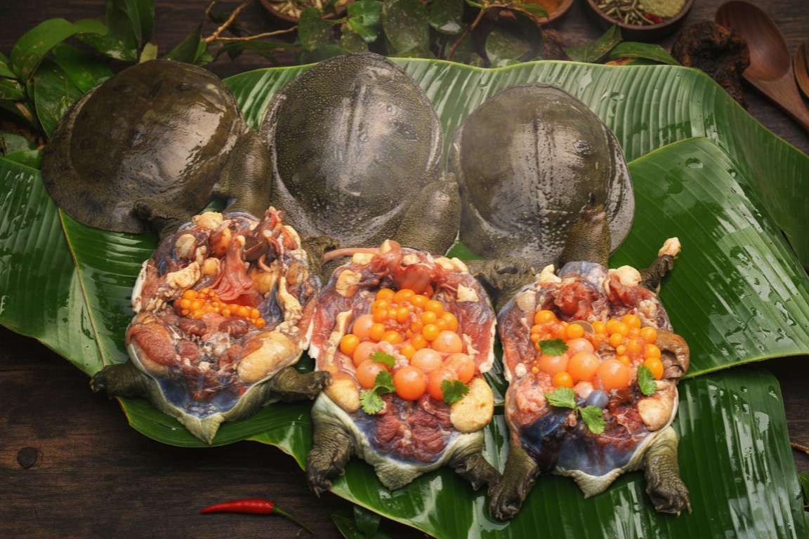 Proses pengolahan bulus di Iwak Bulus